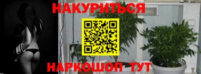 шишки Новодвинск